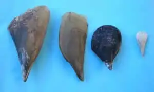 Verschiedene Steckmuscheln
