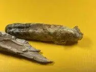 Sebastian Santos (Zuni) - Berglöwe