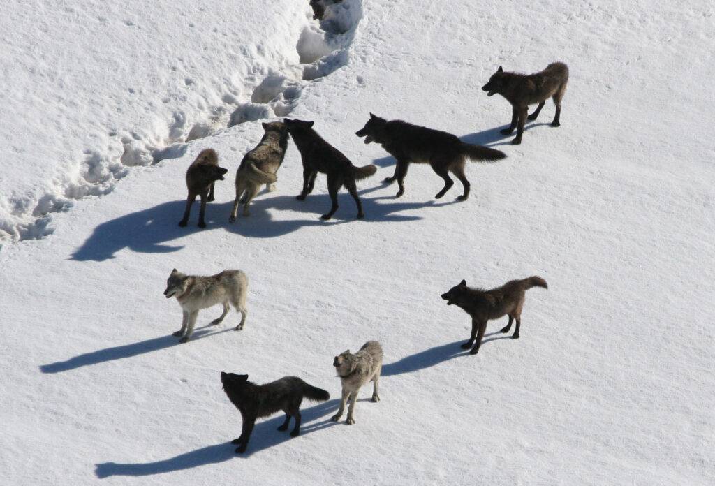 Gibbon wolf pack standing on snow;Doug Smith;March 2007