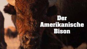 ARTE - Amerikanische Bison